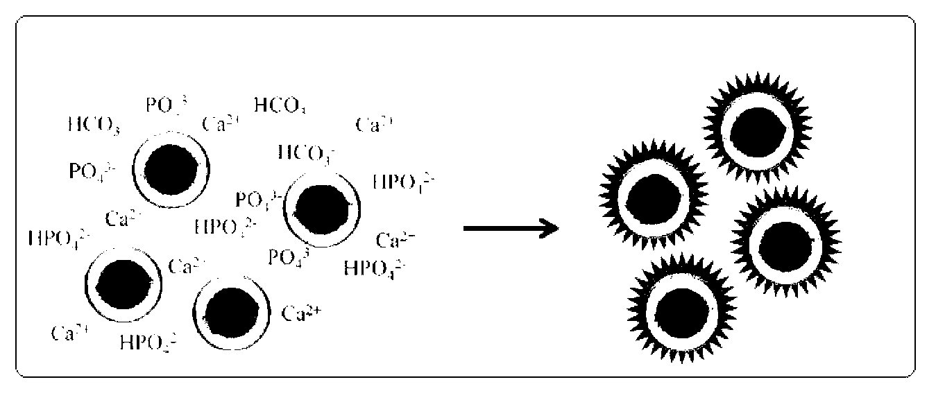 Microsphere tissue engineering scaffold used in beauty filling, and preparation method of microsphere tissue engineering scaffold