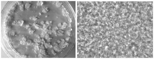 Single-layer or multi-layer 3D brain glioma cell culture model, and construction method and application thereof