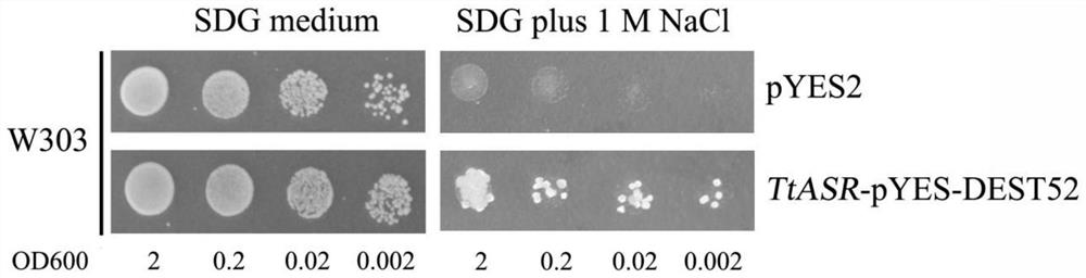 Apricot ttasr gene and its encoded protein and application