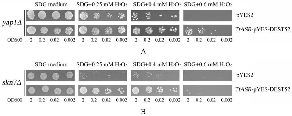 Apricot ttasr gene and its encoded protein and application