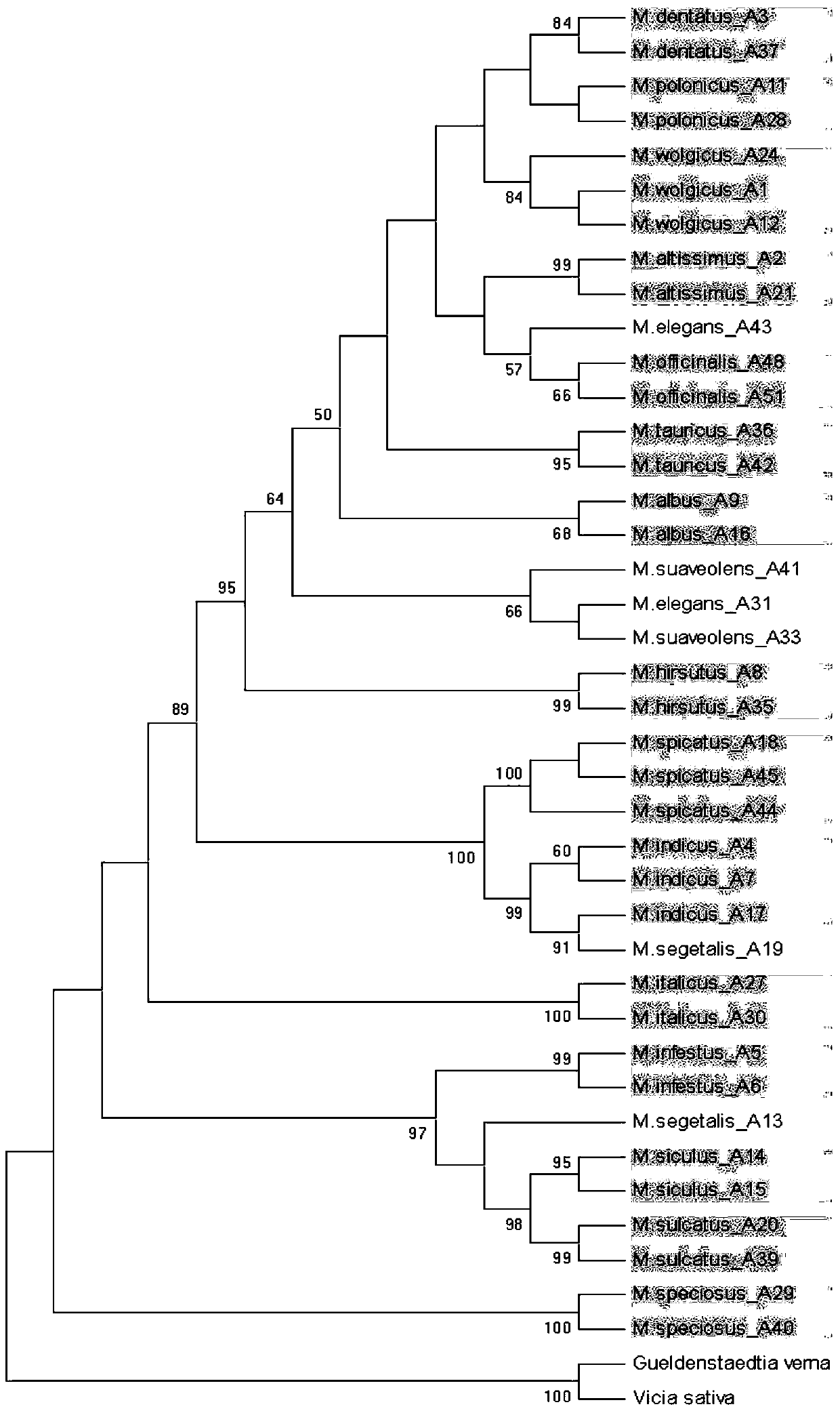 A combination of specific primers for identifying different species of Melilotus genus and its application