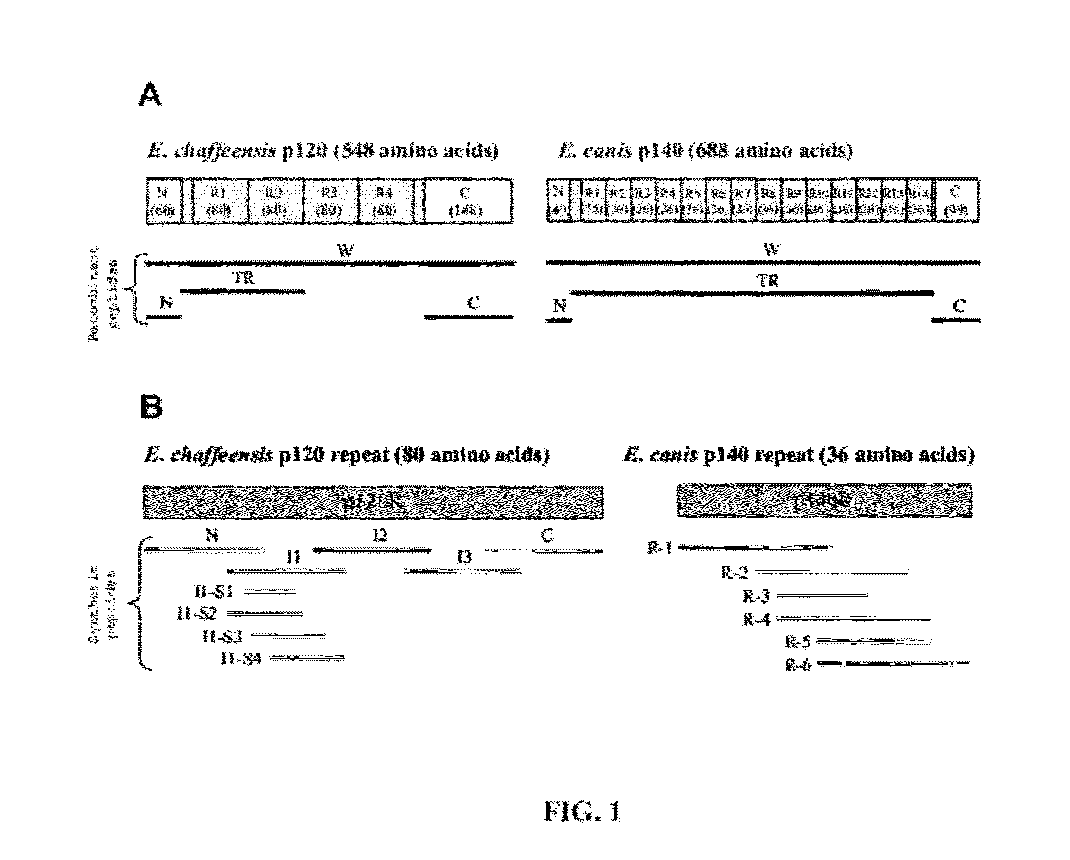 Immunoreactive <i>Ehrlichia </i>p120/p140 epitopes and uses thereof