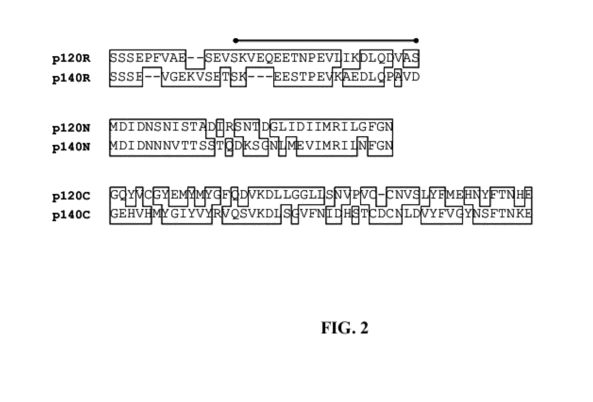 Immunoreactive <i>Ehrlichia </i>p120/p140 epitopes and uses thereof