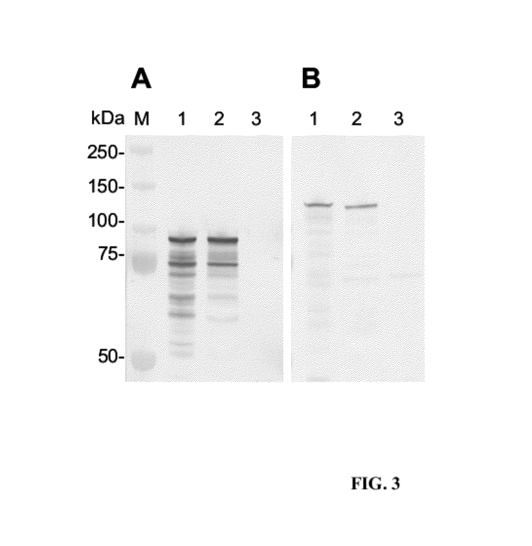 Immunoreactive <i>Ehrlichia </i>p120/p140 epitopes and uses thereof