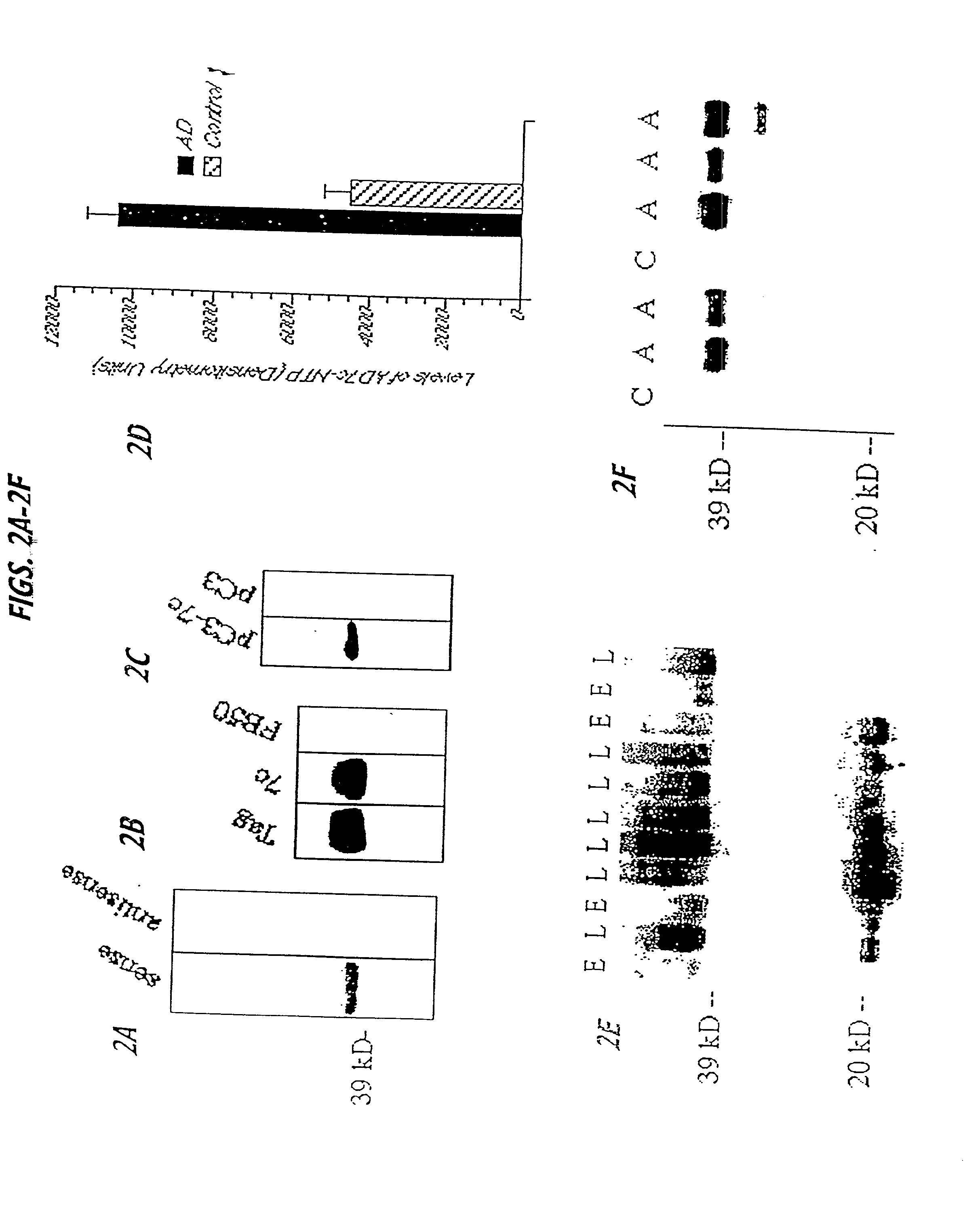 Transgenic animals and cell lines for screening drugs effective for the treatment or prevention of alzheimer's disease