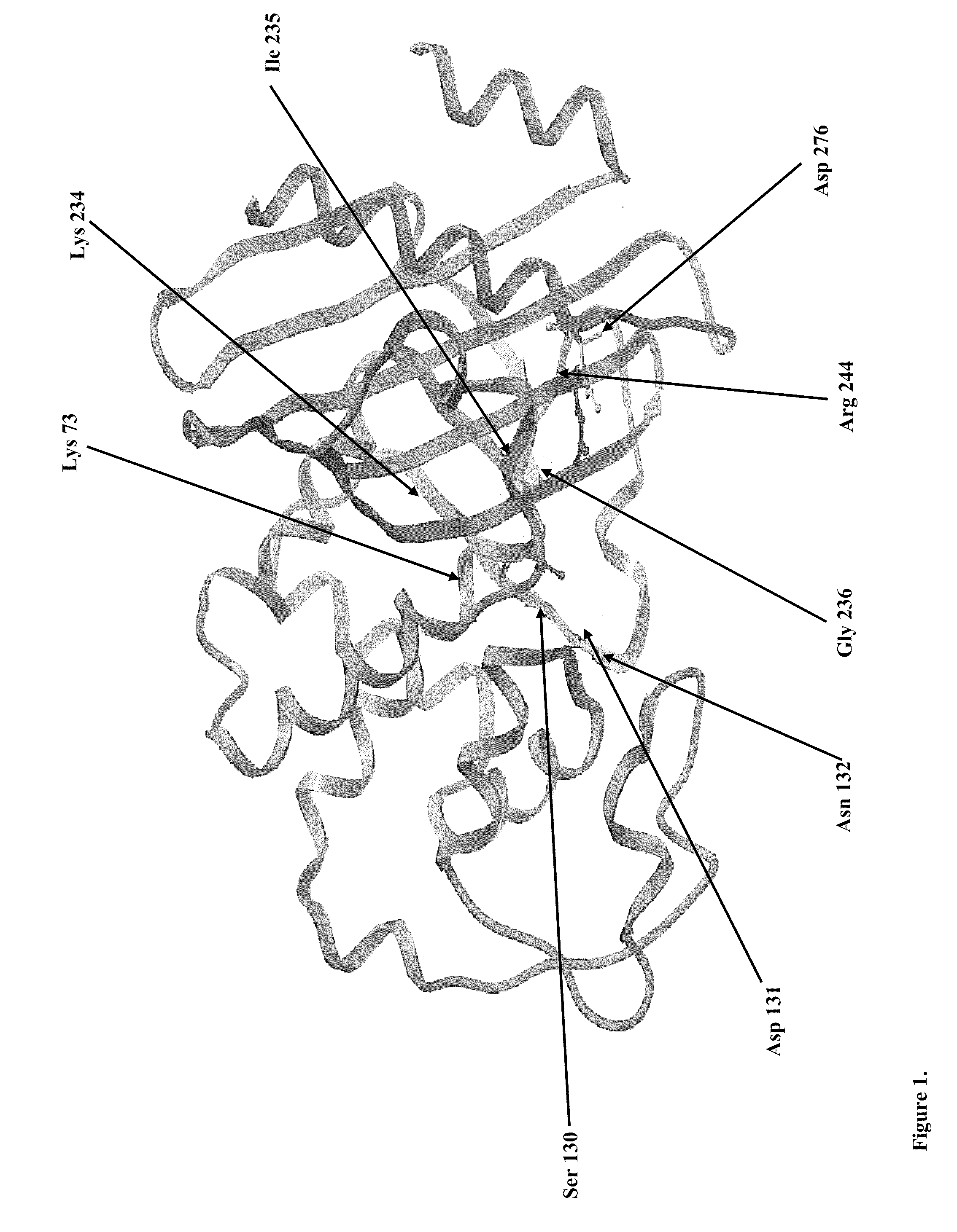 Modified beta-lactamases and methods and uses related thereto