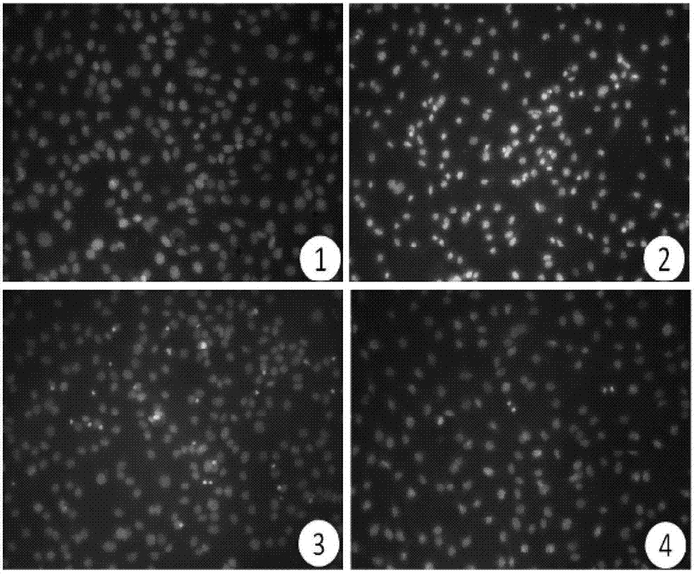 Application of stilbeneglycoside to prophylaxis and treatment of osteoporosis