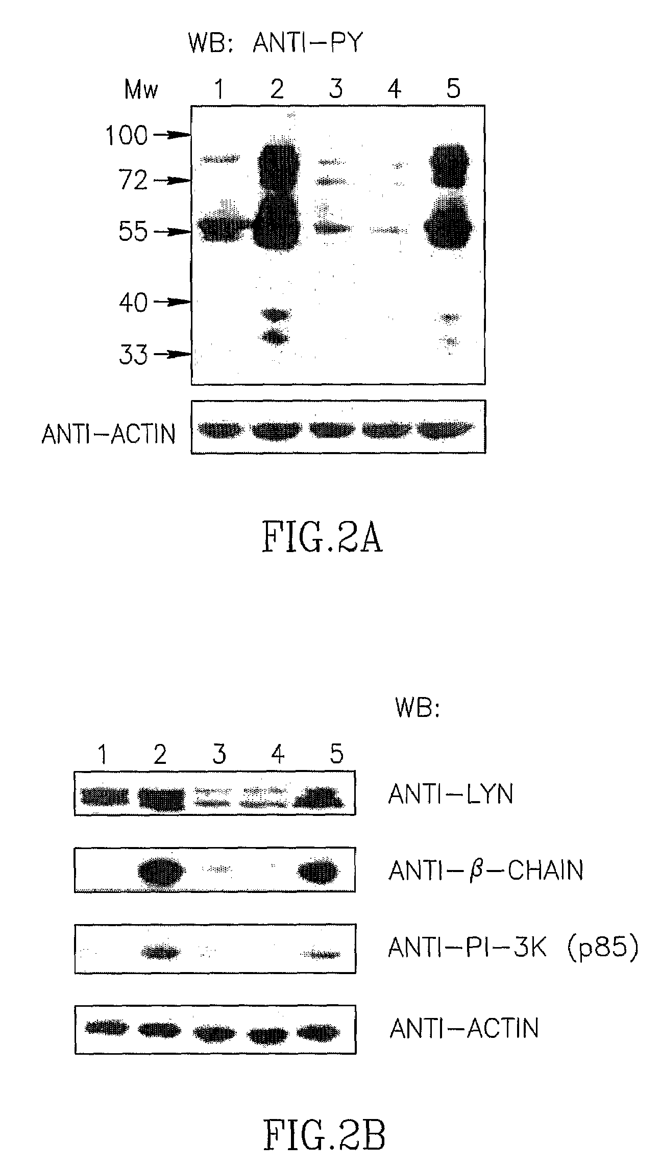 Complement C3A Derived Peptides and Uses Thereof