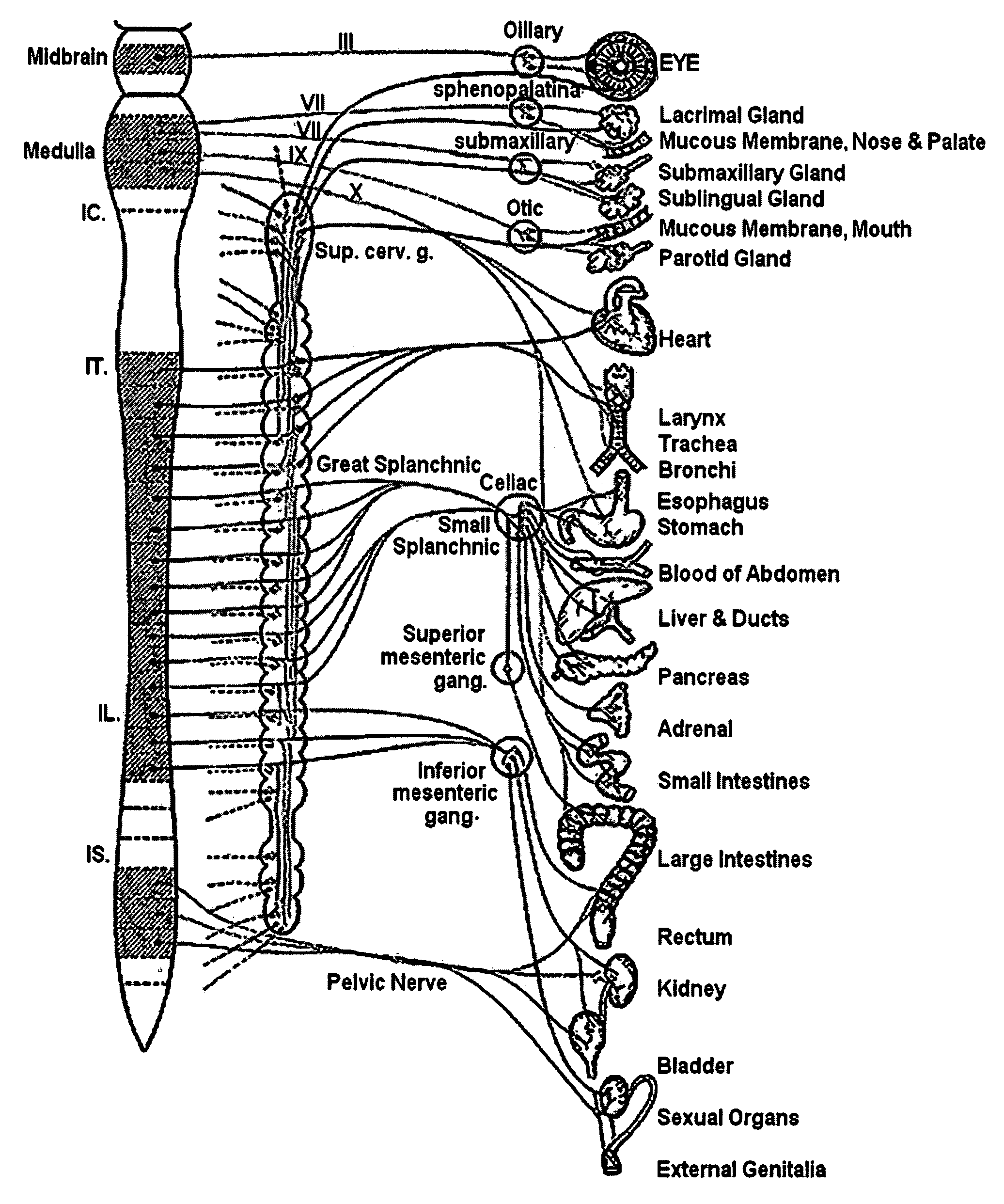 Methods and apparatus for treating anaphylaxis using electrical modulation