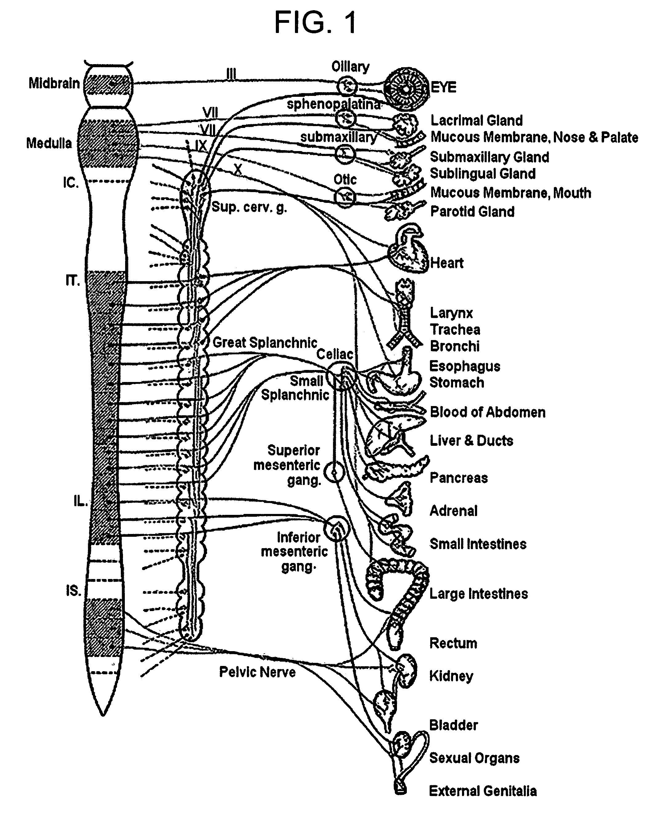 Methods and apparatus for treating anaphylaxis using electrical modulation