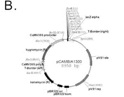 Rice blast resistant gene RMg1, RMg2 or RMg3, and its application