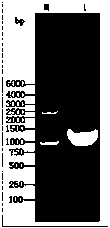 A vaccine against porcine transmissible gastroenteritis