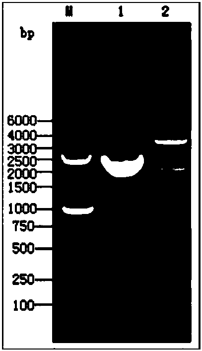 A vaccine against porcine transmissible gastroenteritis