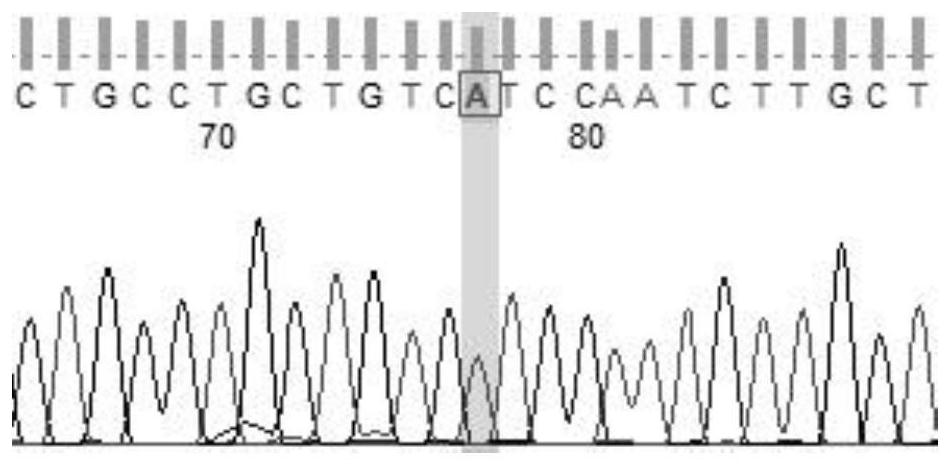 Method for obtaining molecular marker related to malformation trait of gynogenesis hypophthalmichthys nobilis and application of molecular marker