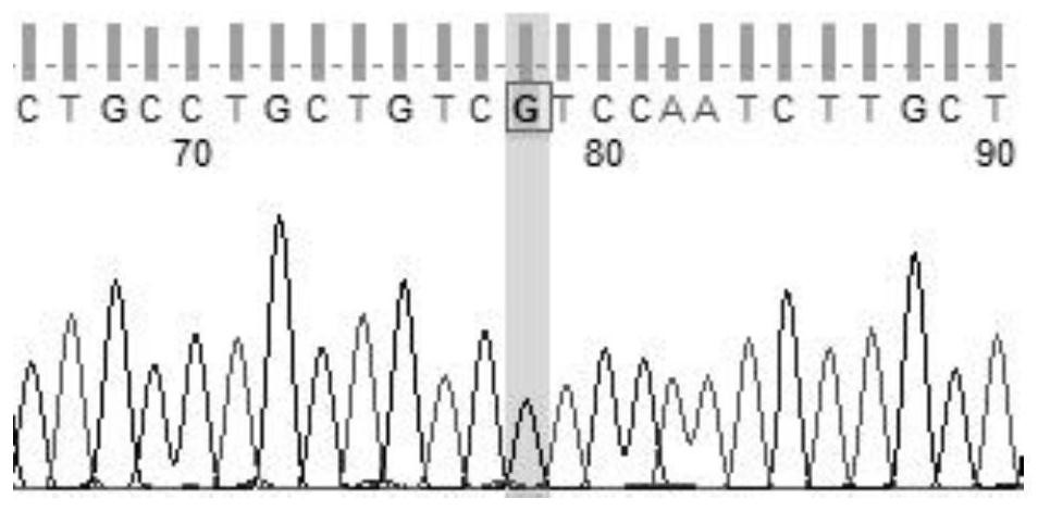 Method for obtaining molecular marker related to malformation trait of gynogenesis hypophthalmichthys nobilis and application of molecular marker