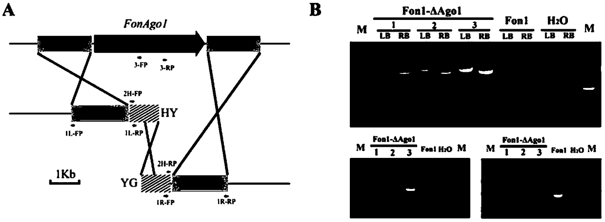 RNAi component FonAgol gene deletion mutant of fusarium oxyspirum f.sp.niveum and construction method of RNAi component FonAgol gene deletion mutant