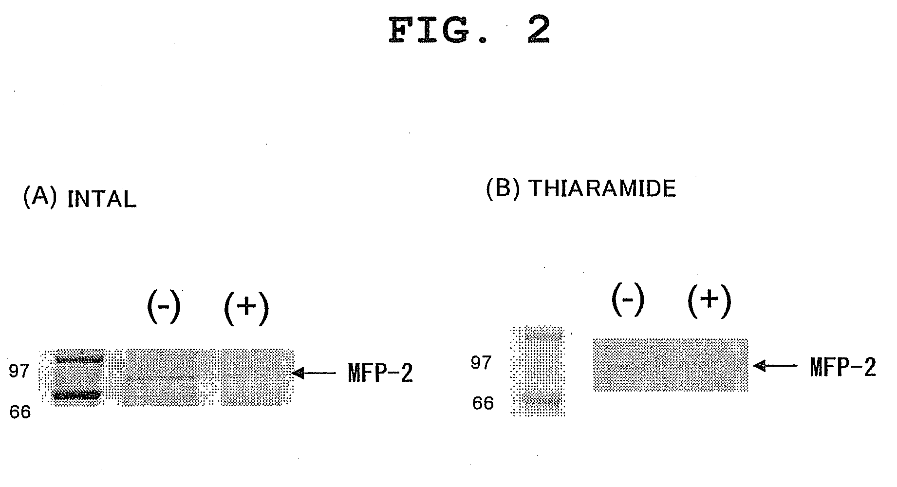 Novel drug discovery target and medicine acting on the same