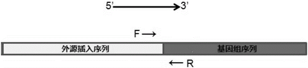 Specific sequence of hCD46 genetically-modified Wuzhishan pig and detection method adopting specific sequence