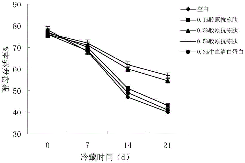 Method for producing frozen dough through antifreeze fermentation of collagen antifreeze peptide