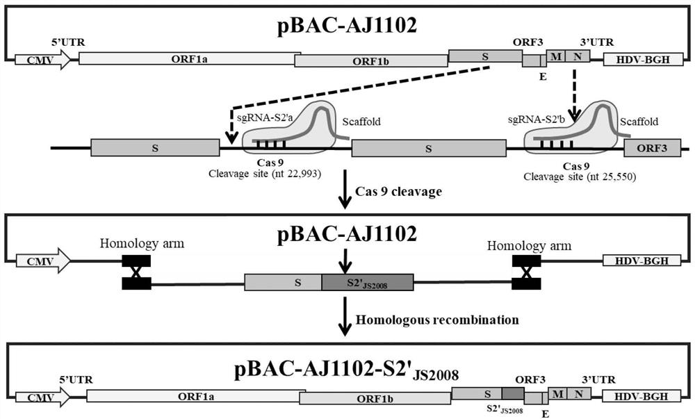 Porcine epidemic diarrhea virus variant strain independent of pancreatin as well as construction and application of porcine epidemic diarrhea virus variant strain