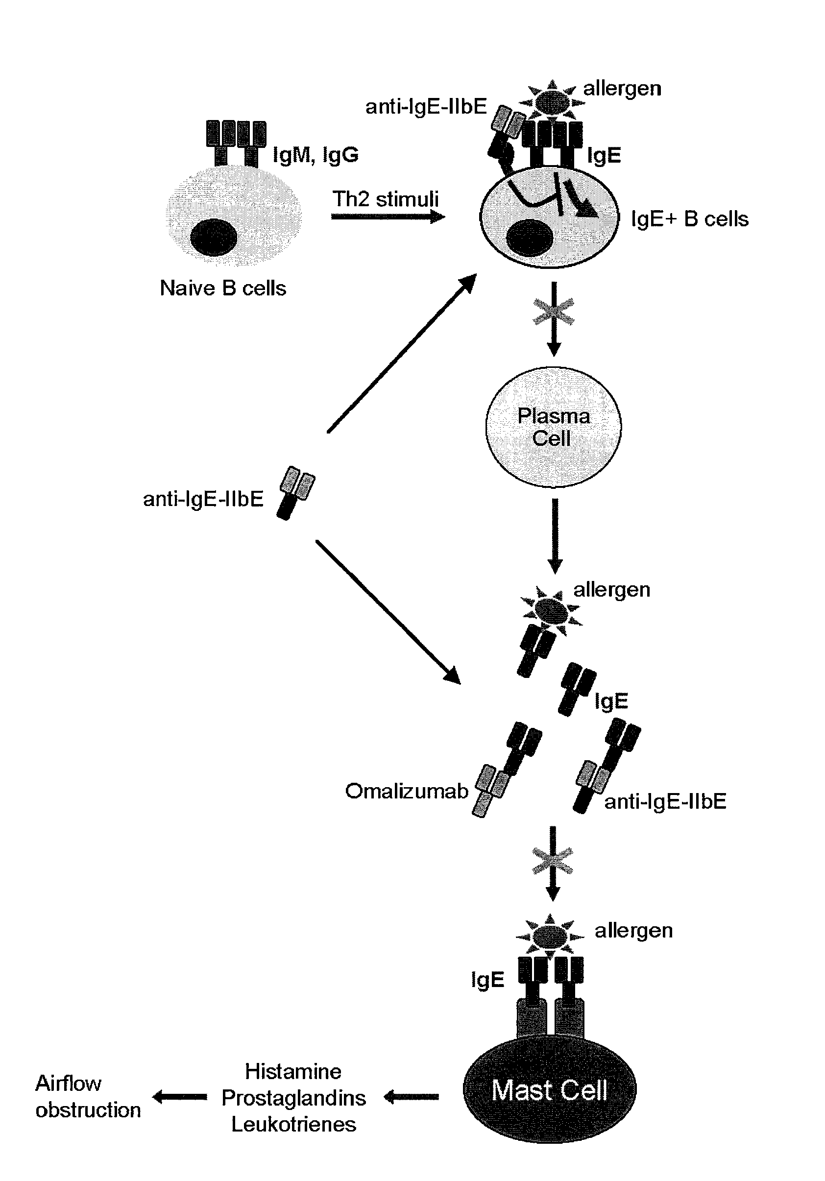 NOVEL COMPOSITIONS AND METHODS FOR TREATING IgE-MEDIATED DISORDERS