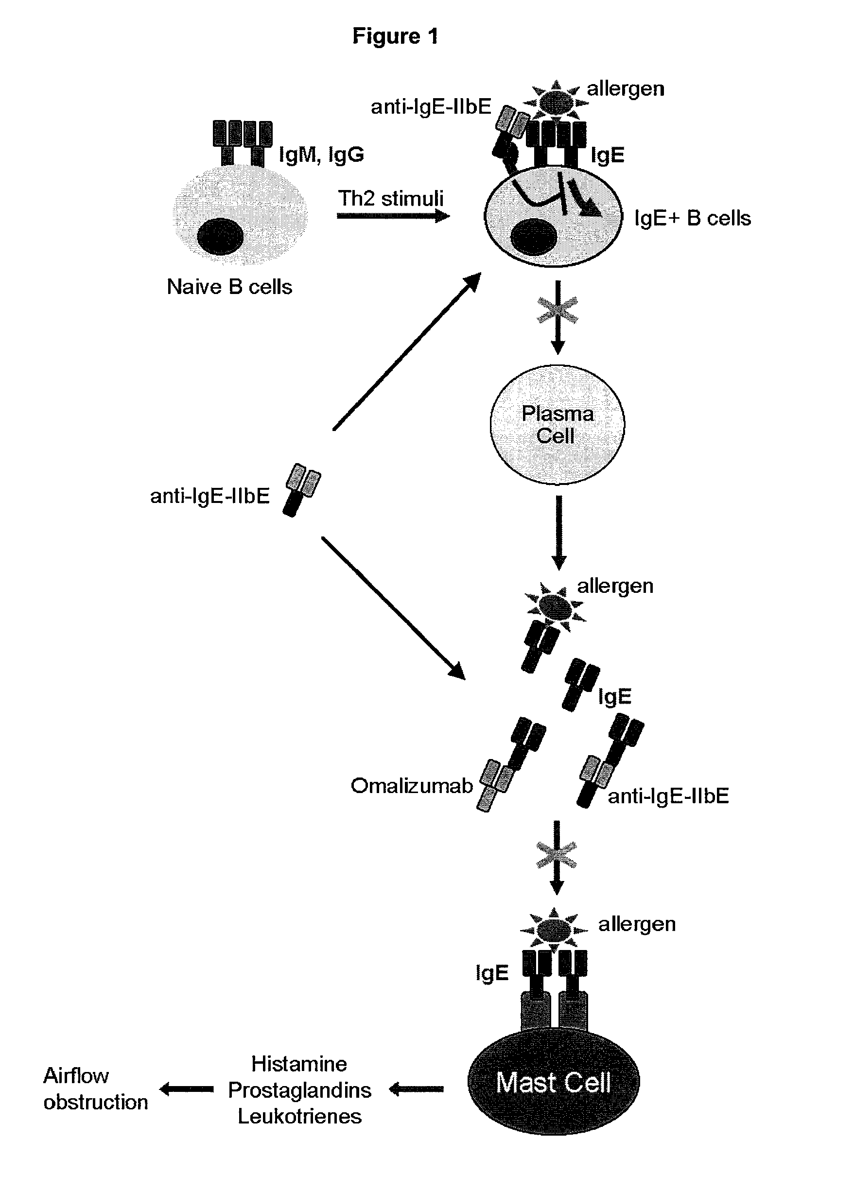 NOVEL COMPOSITIONS AND METHODS FOR TREATING IgE-MEDIATED DISORDERS