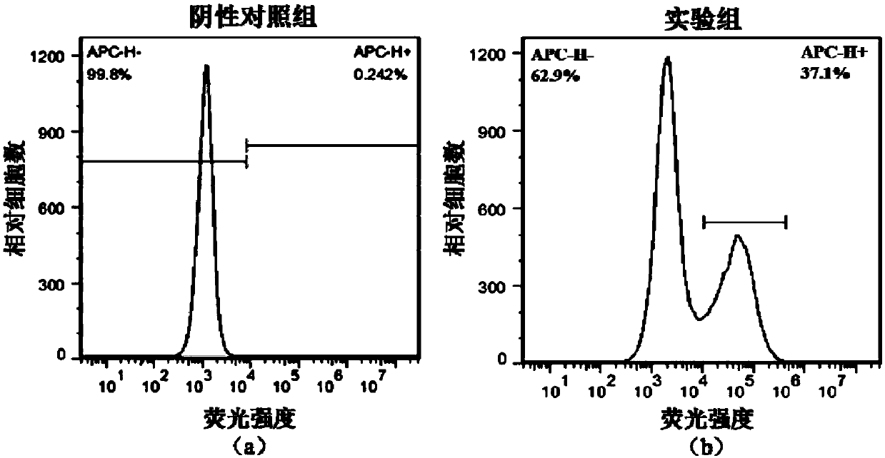 T cell receptor targeting TIPE3, T cell receptor gene-modified T cell, preparation method and application thereof