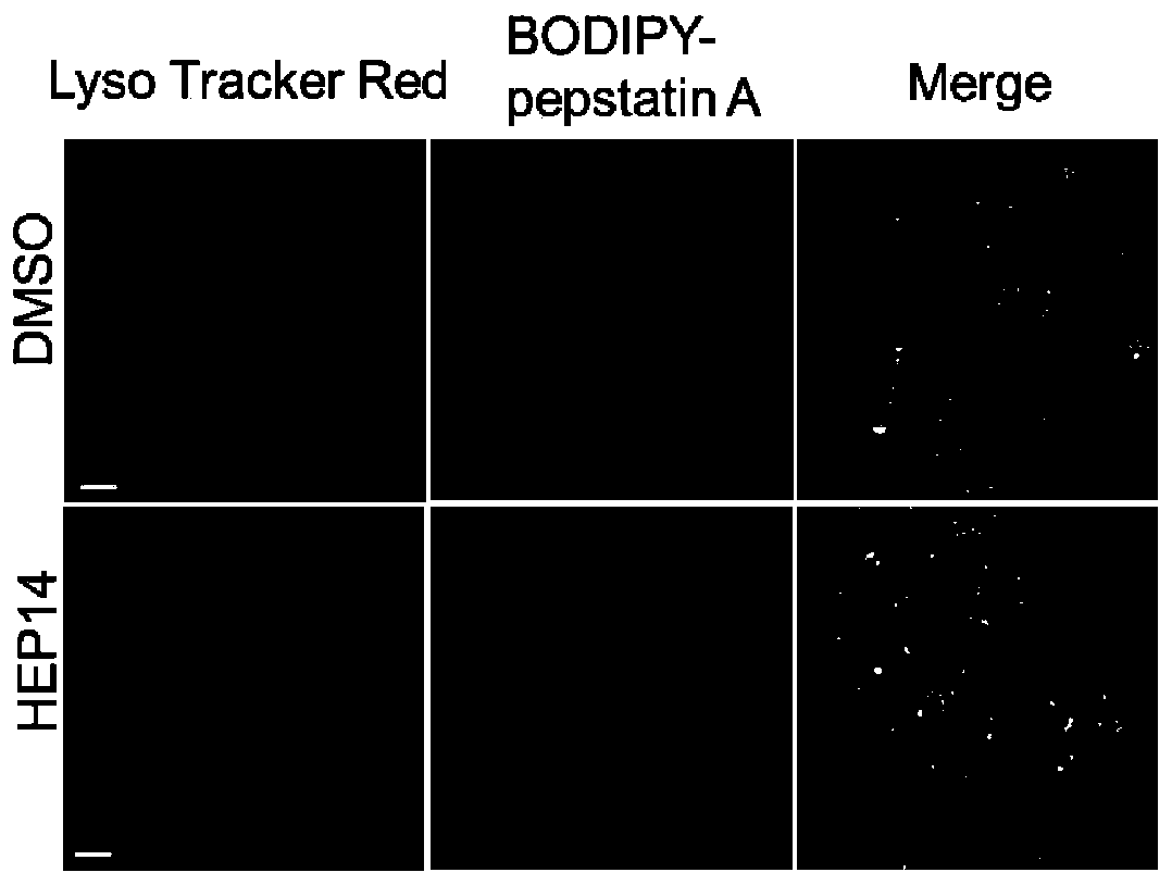 Application of ingenol and its derivatives in enhancing lysosome production