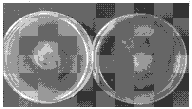 Brevibacillusreuszeri and application thereof in promoting pine tree growth