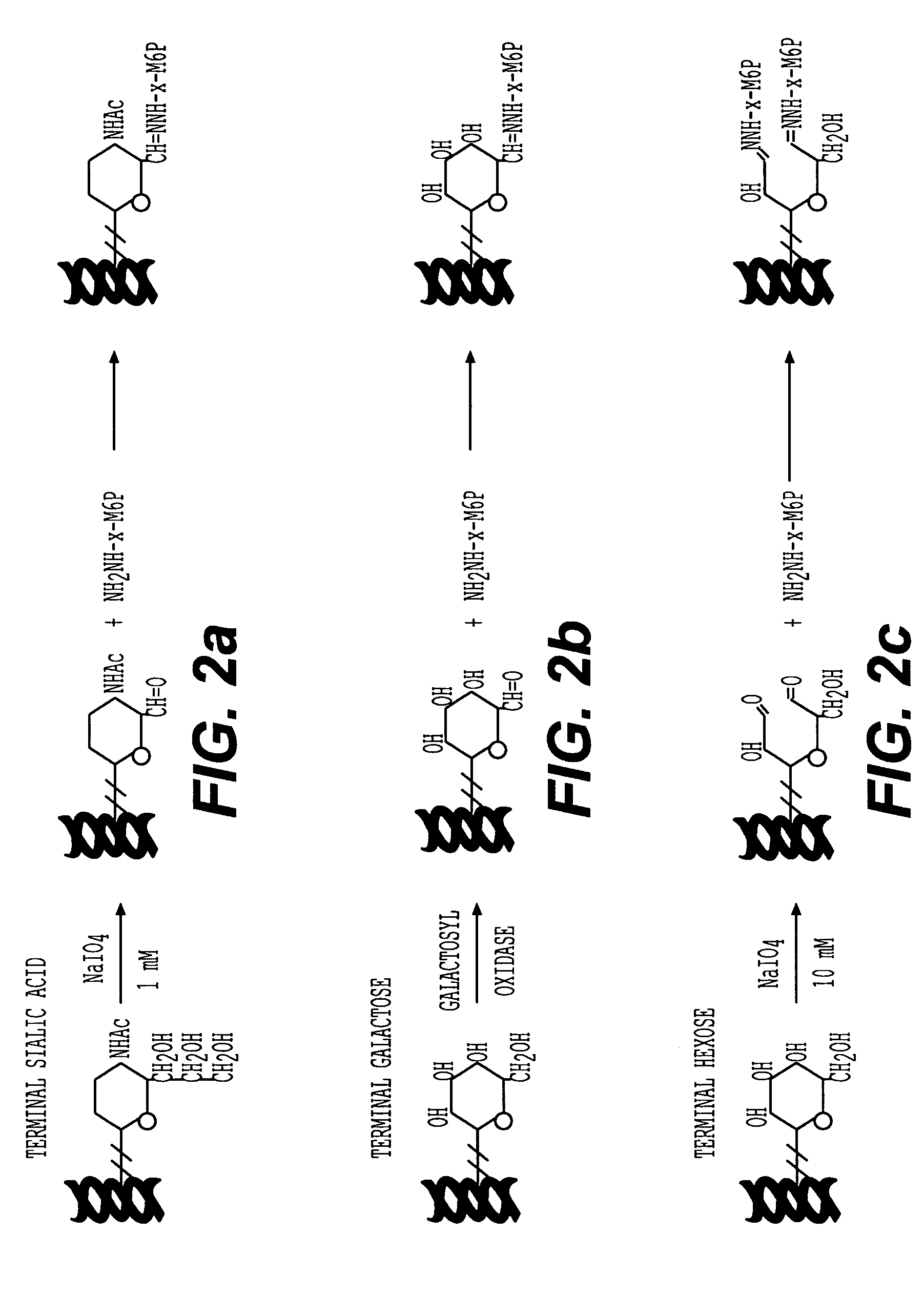 Methods for introducing mannose-6-phosphate and other oligosaccharides onto glycoproteins and its application thereof