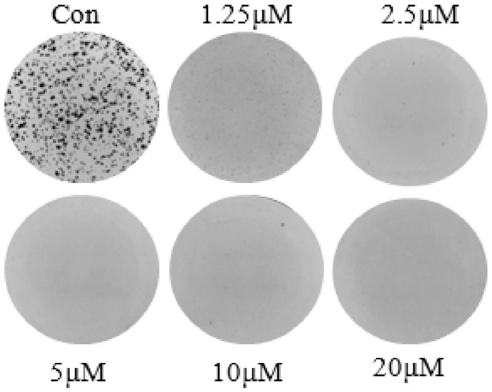 Use of Icetaxane type abietane diterpene in preparing medicine for treating colorectal cancer