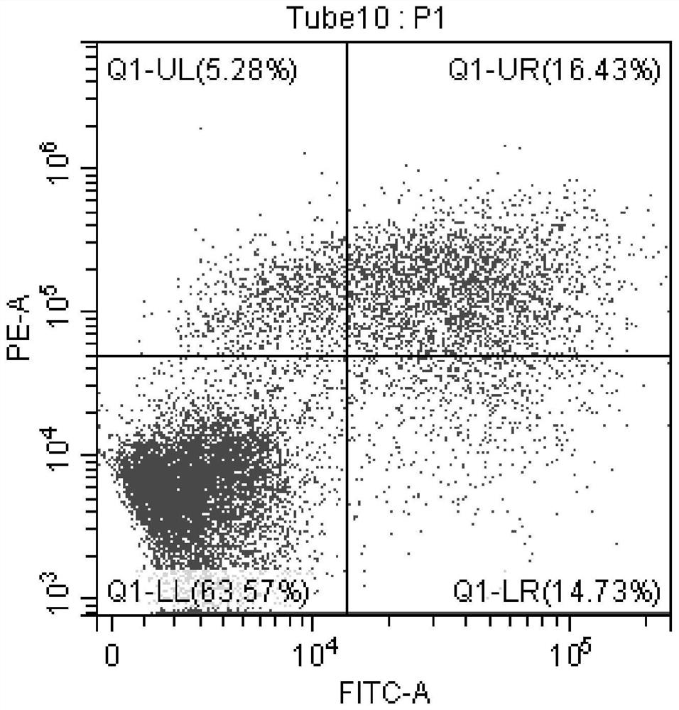 Use of Icetaxane type abietane diterpene in preparing medicine for treating colorectal cancer