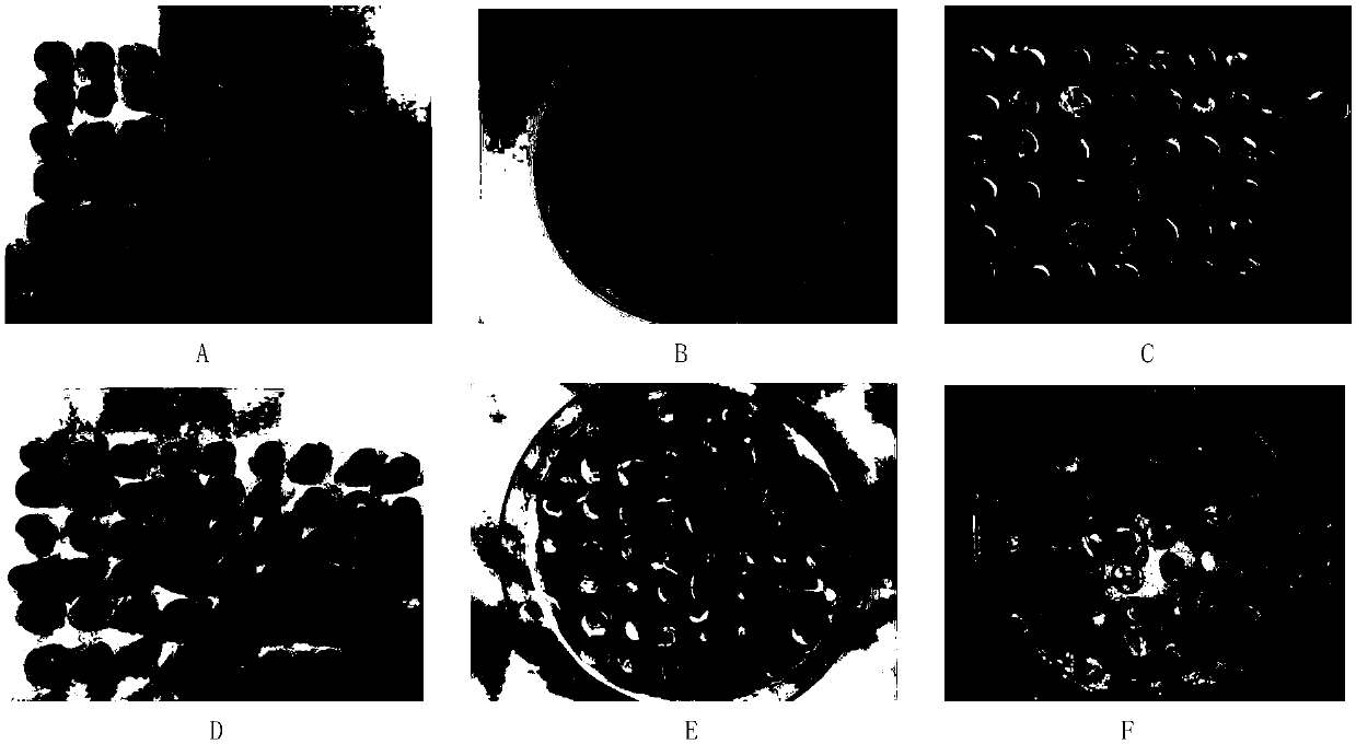 Endopleura-containing in-vitro embryo culture method for determining vitality of seeds of xanthoceras sorbifolia