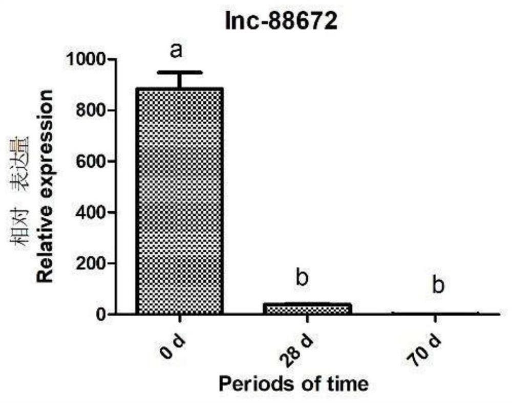 lncRNA marker related to porcine skeletal muscle satellite cell proliferation and application of lncRNA marker