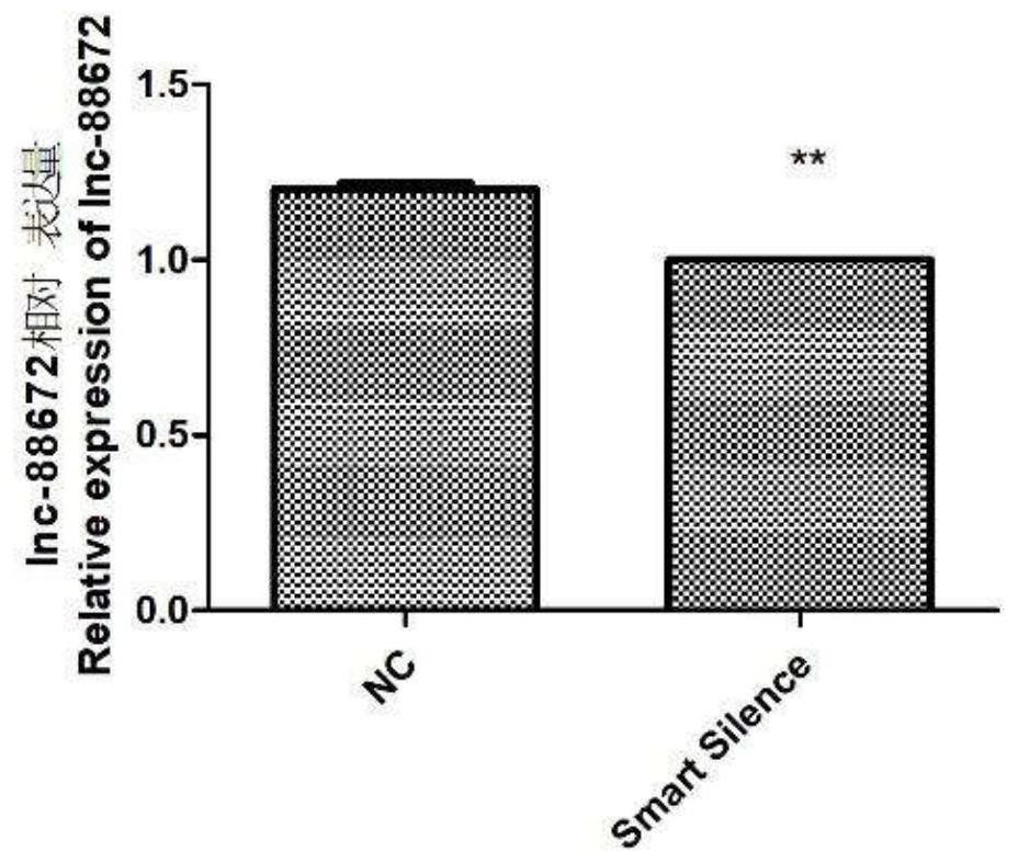 lncRNA marker related to porcine skeletal muscle satellite cell proliferation and application of lncRNA marker