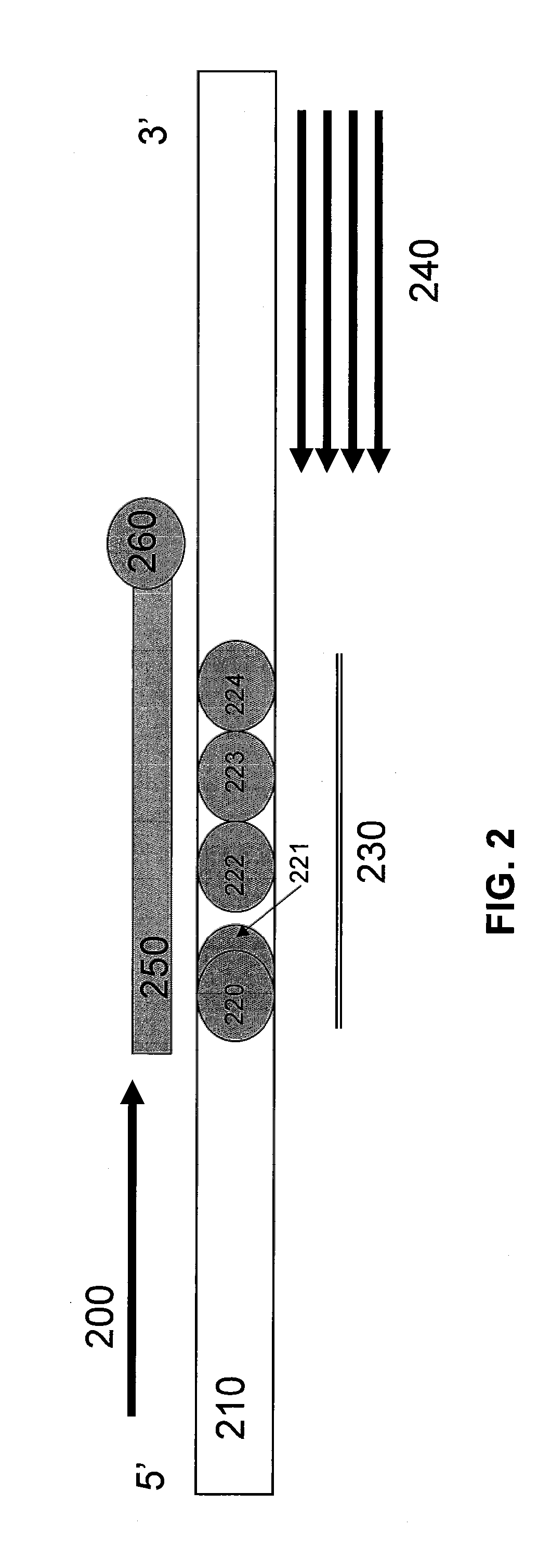 Detection of neighboring variants