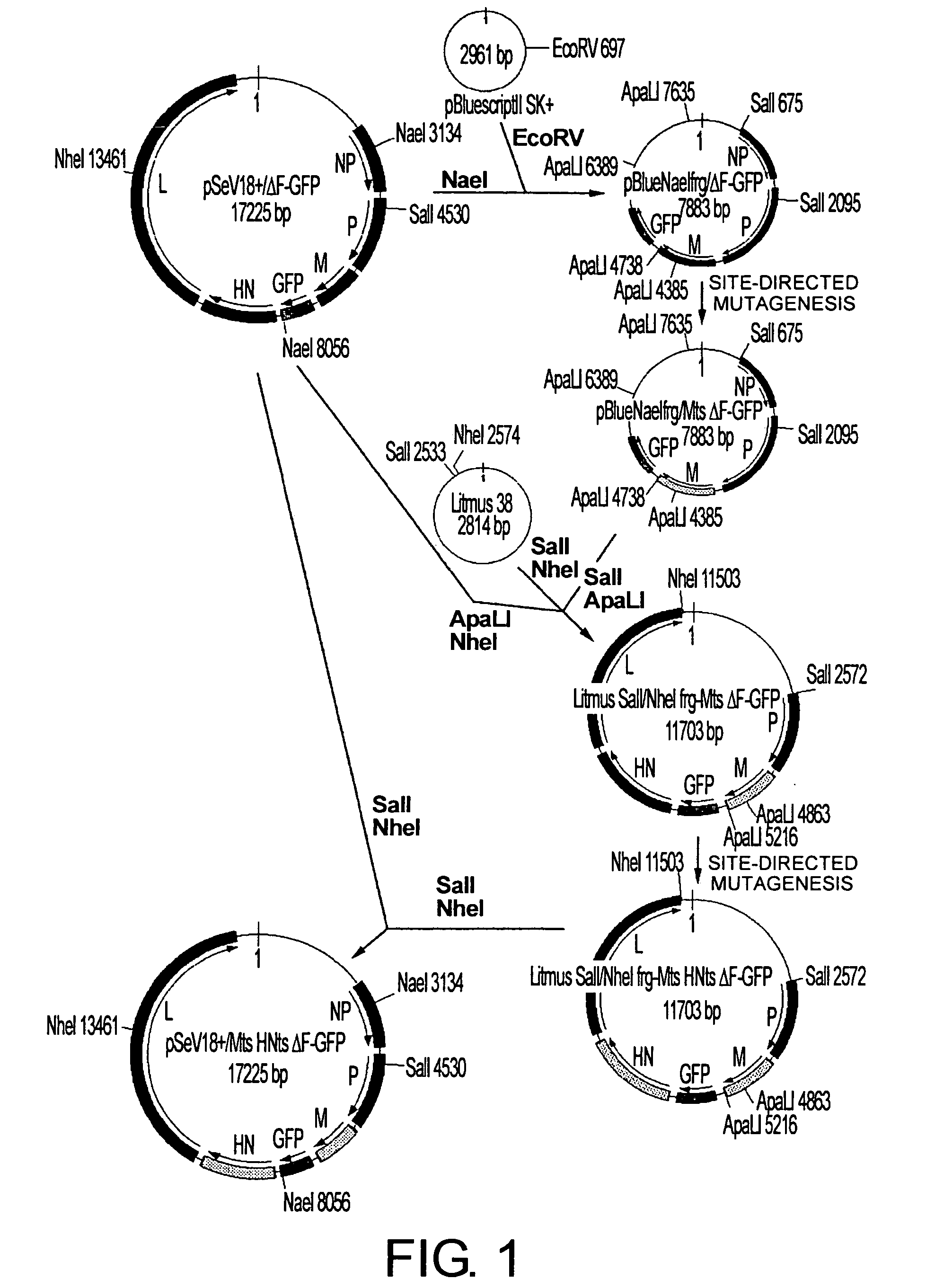 Vectors with modified protease-dependent tropism