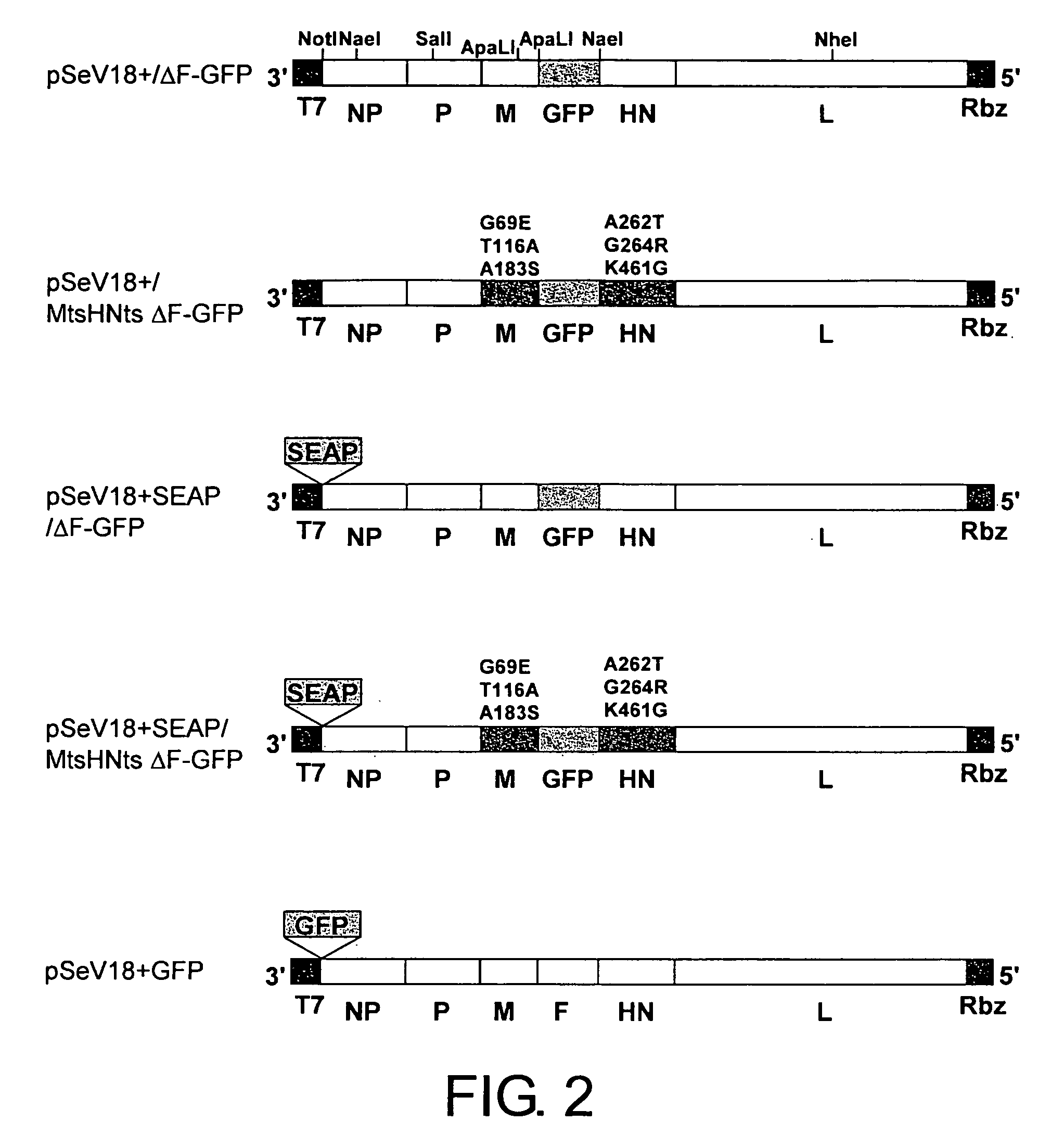 Vectors with modified protease-dependent tropism