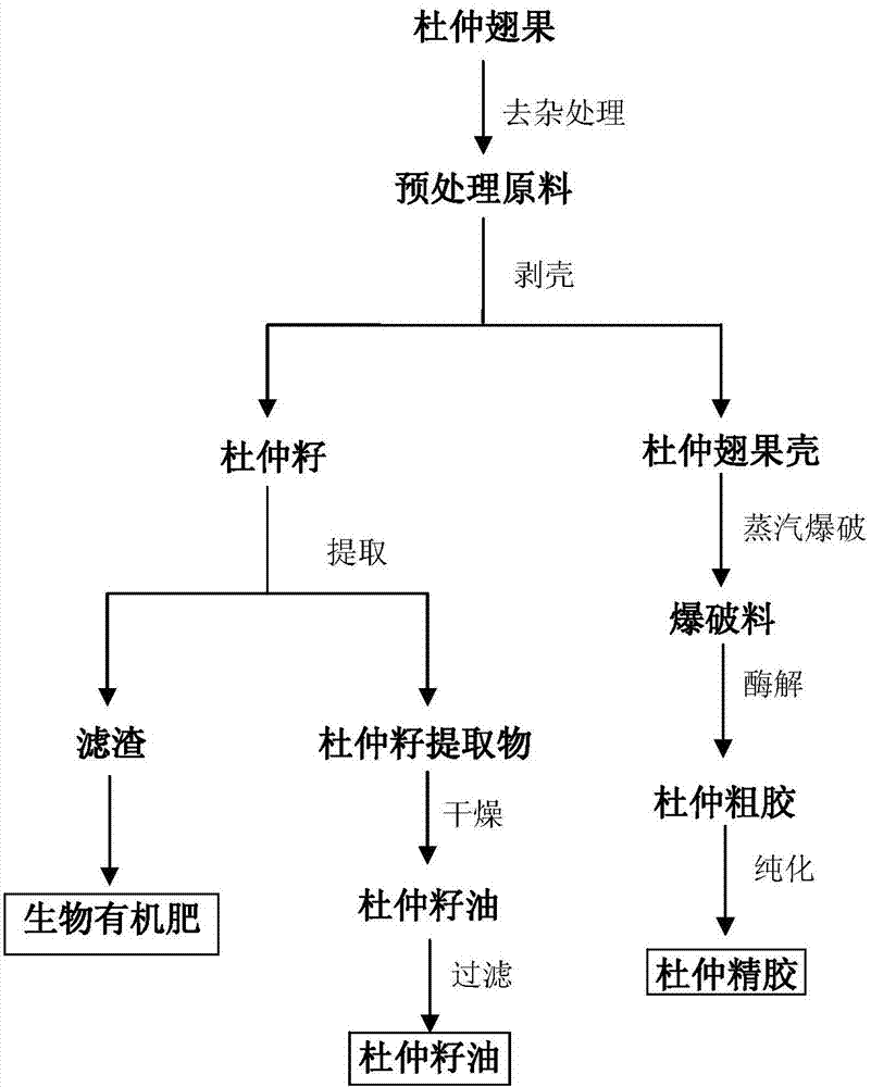 Method for extracting and separating eucommia seed oil and eucommia gum from eucommia samaras