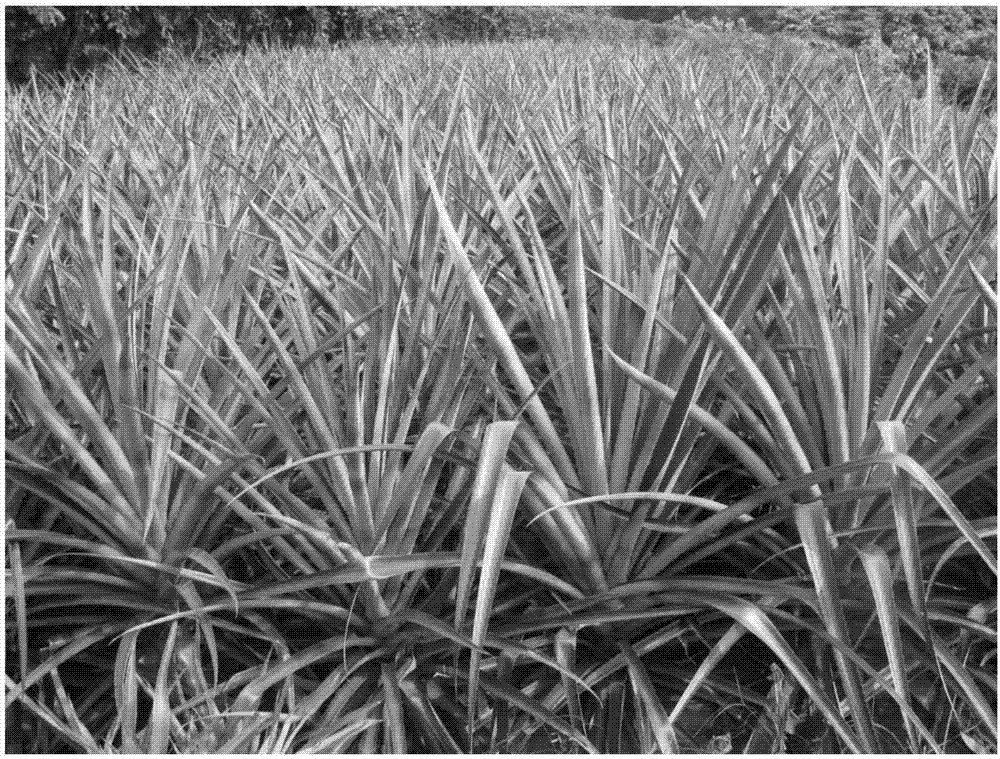 Effective anti-season flower formation method of cayenne pineapples