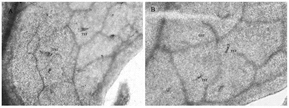 A promoter regulating gene expression in non-secreting glandular trichomes and its application