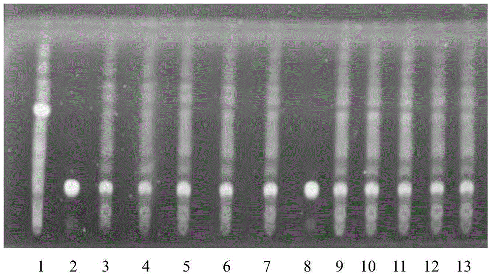 A method for detecting epilepsy recovery of a pharmaceutical composition for treating epileptic convulsions, infantile convulsions, and hemifacial spasm