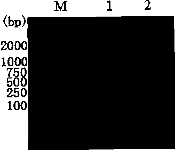 Method for producing alpha interferon and dedicated bacteria therefor