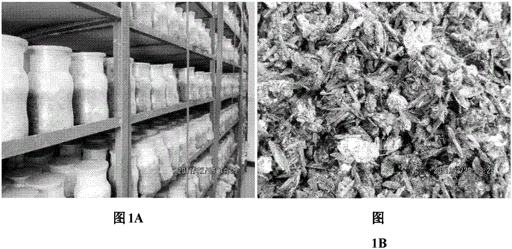 A kind of preparation method and application of shell mold zs-1sb ​​bacterial agent