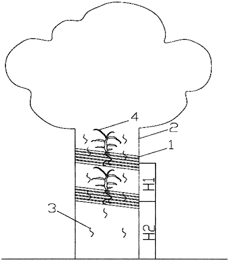 Tree tissue culture method of dendrobium candidum