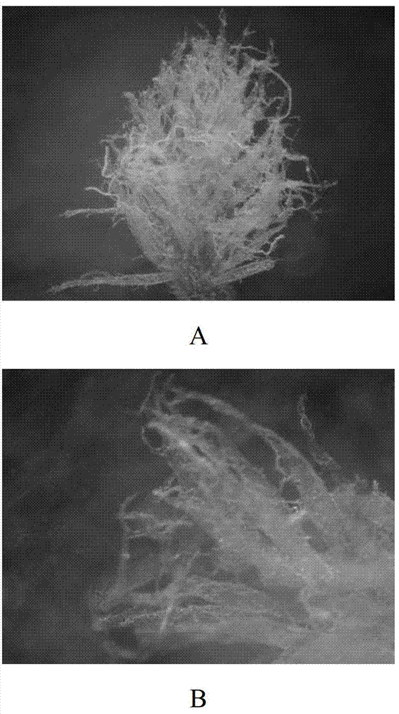 Natural enemy insect (coccinella septempunctata) diapause induction method