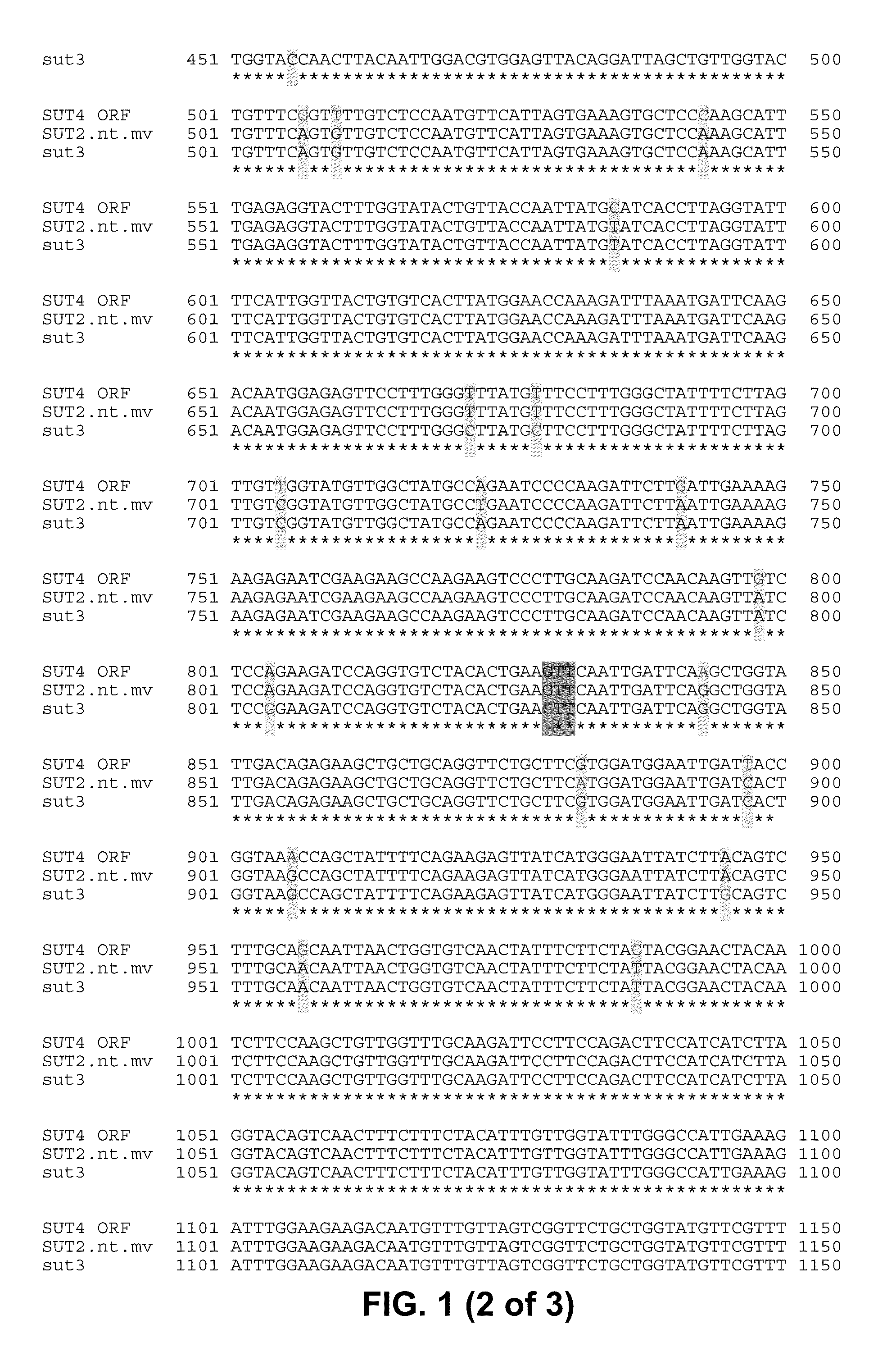 Sugar transport sequences, yeast strains having improved sugar uptake, and methods of use