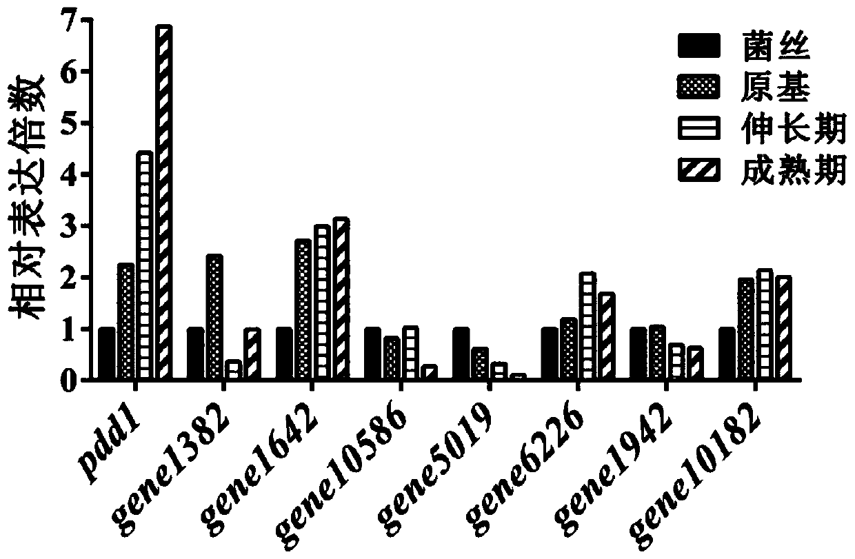 Transcription factor pdd1, its coding gene and application that regulates the development of fruiting bodies of Flammulina velutipes