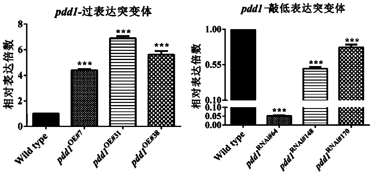 Transcription factor pdd1, its coding gene and application that regulates the development of fruiting bodies of Flammulina velutipes