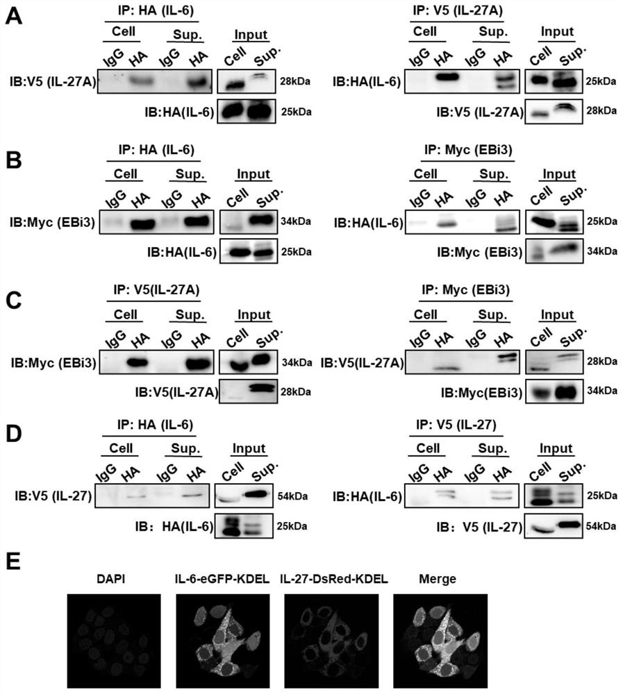 IL-6-IL-27 compound and application thereof in preparation of antiviral drugs